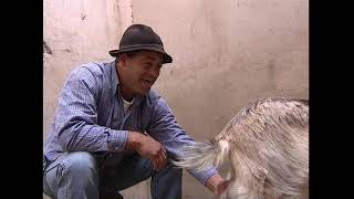 La ganadería en Lanzarote (2006)